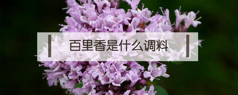 百里香是什么調料