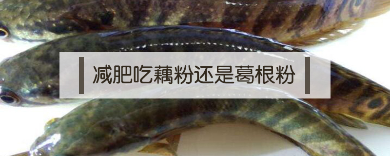 跟黑魚長(zhǎng)得差不多的魚