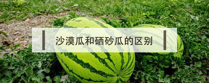 沙漠瓜和硒砂瓜的區別