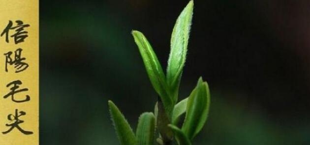 信陽毛尖屬于什么茶