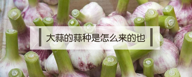 大蒜的蒜種是怎么來的也