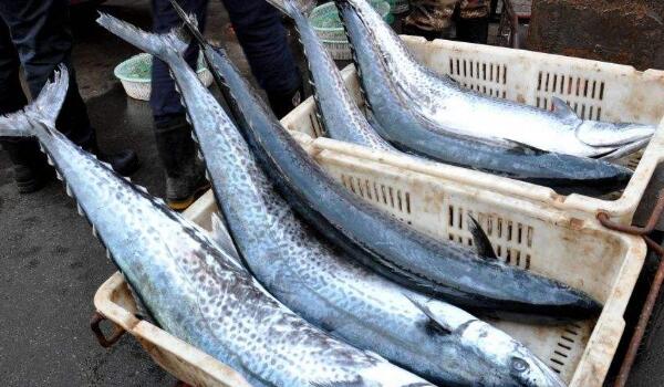 燕尾鲅和普通鲅魚的區(qū)別