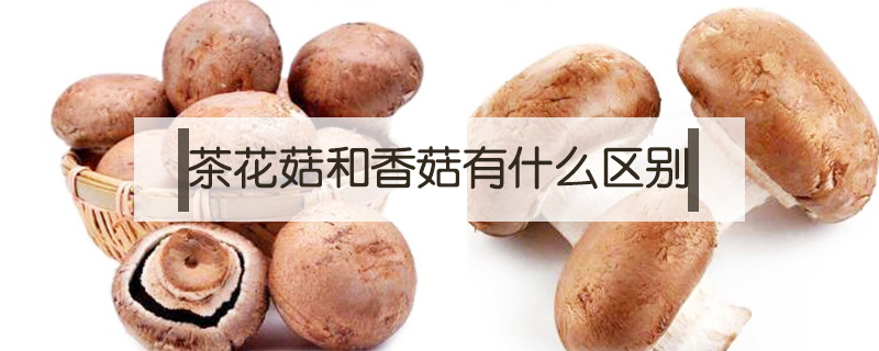 褐菇和香菇的區(qū)別是什么