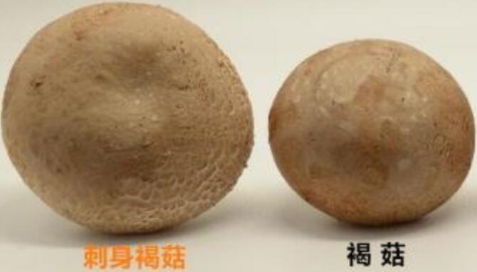 褐菇和香菇的區(qū)別是什么