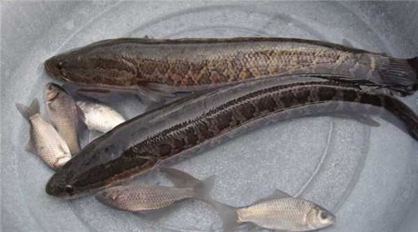 野生黑魚和人工養的區別