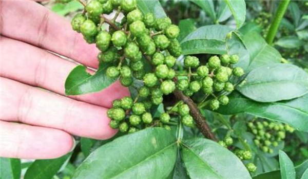 麻椒和青花椒的區別