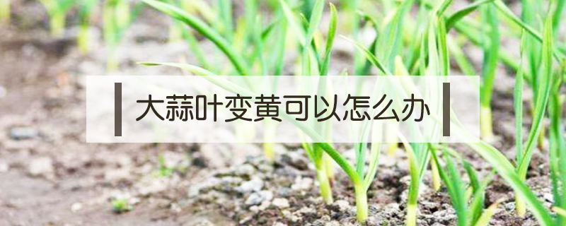 大蒜葉變黃可以怎么辦