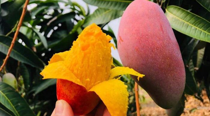 芒果怎么切方便吃，吃芒果的好處