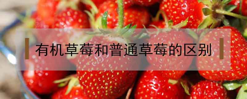 有機草莓和普通草莓的區別