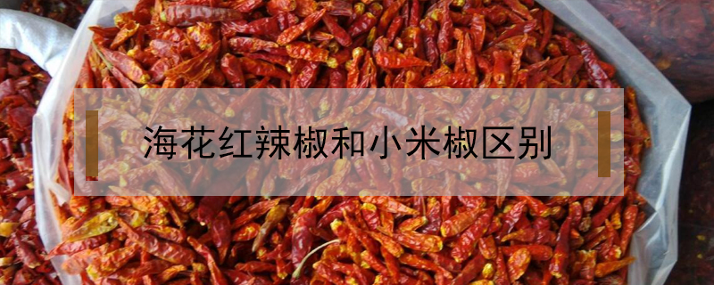 海花紅辣椒和小米椒區(qū)別