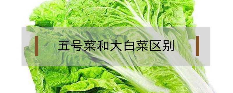 五號菜和大白菜區別