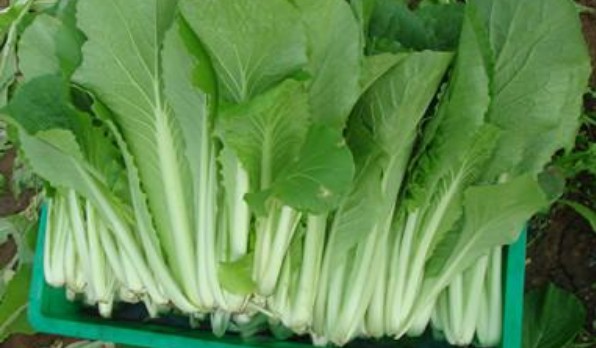 五號菜和大白菜區別