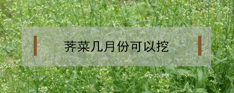 薺菜幾月份可以挖