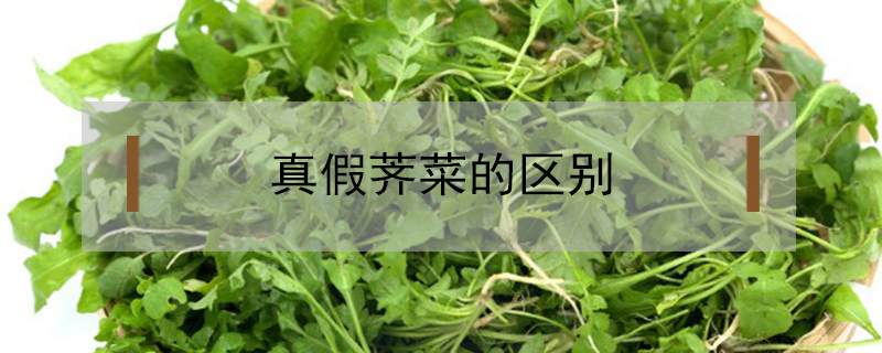 真假薺菜的區別