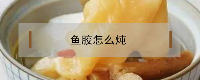 魚膠怎么燉