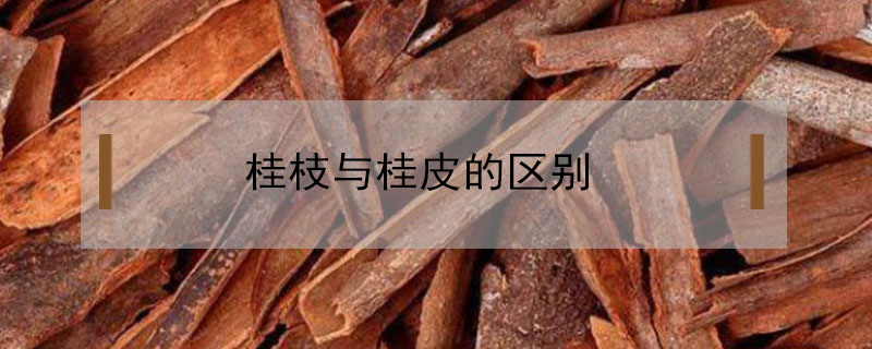 桂枝與桂皮的區(qū)別