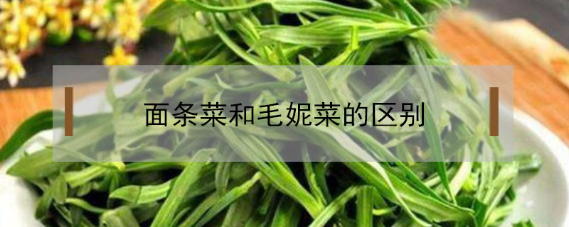 面條菜和毛妮菜的區別