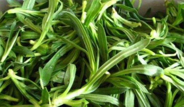 面條菜和毛妮菜的區別