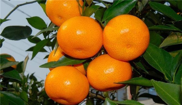 江西特產(chǎn)有哪些土特產(chǎn)，江西特產(chǎn)有哪些值得帶