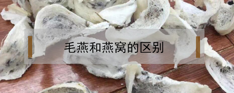 毛燕和燕窩的區別