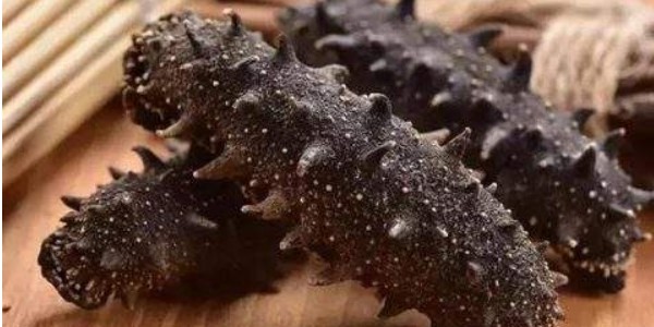 假海參和真海參的區別