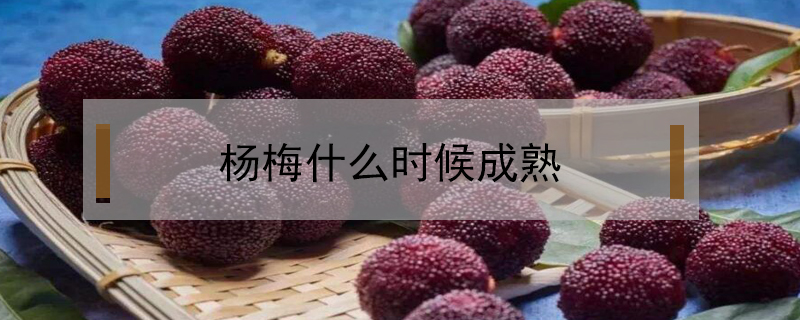 楊梅什么時(shí)候成熟