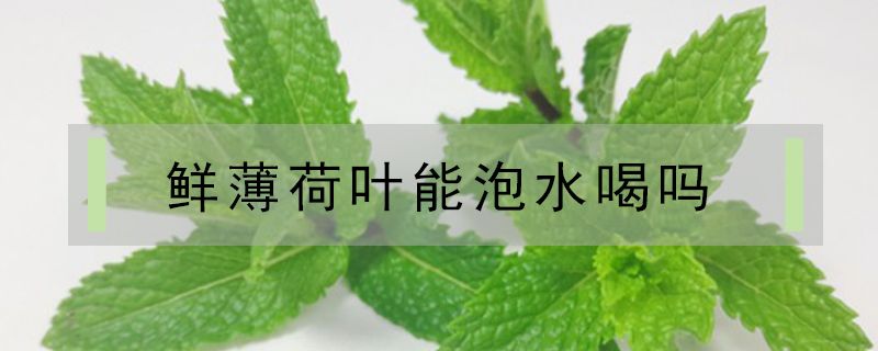 鮮薄荷葉能泡水喝嗎