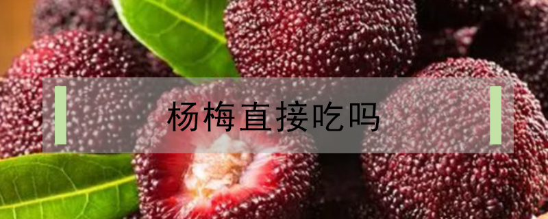 楊梅直接吃嗎