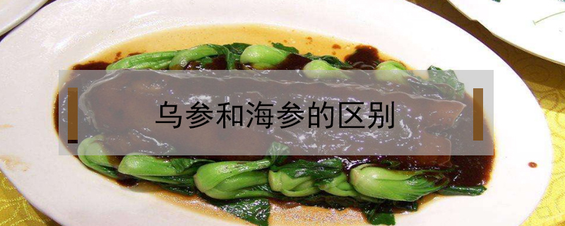 烏參和海參的區(qū)別