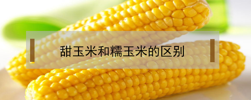 甜玉米和糯玉米的區(qū)別