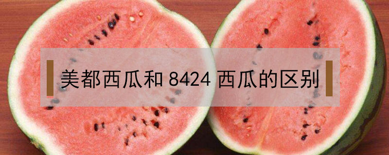 美都西瓜和8424西瓜的區別