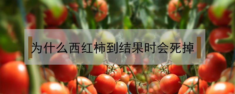 為什么西紅柿到結(jié)果時(shí)會死掉
