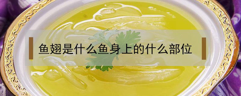 魚翅是什么魚身上的什么部位