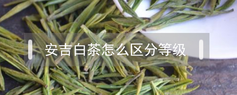 安吉白茶怎么區(qū)分等級(jí)