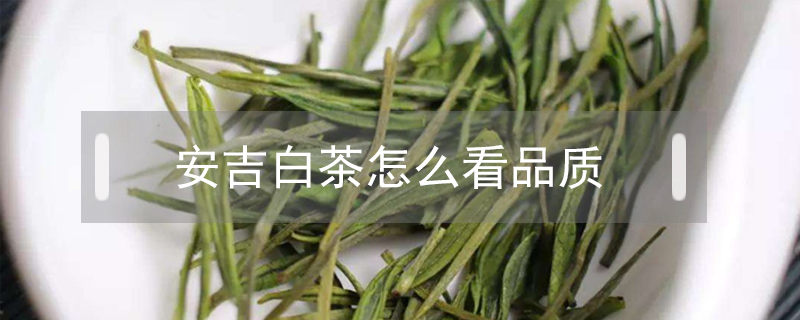 安吉白茶怎么看品質