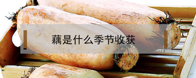 藕是什么季節(jié)收獲