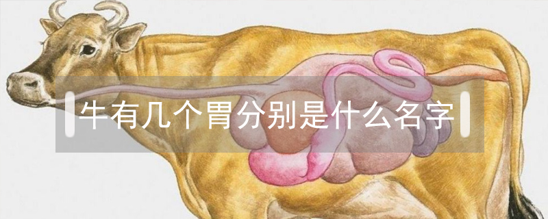 牛有幾個(gè)胃分別是什么名字