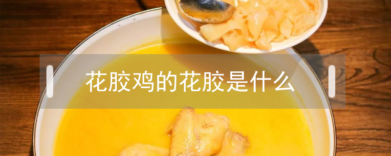 花膠雞的花膠是什么
