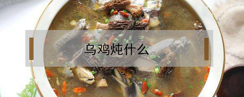 烏雞燉什么