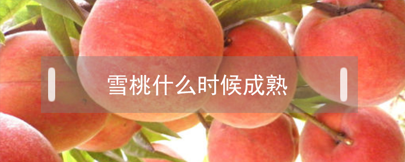 雪桃什么時候成熟