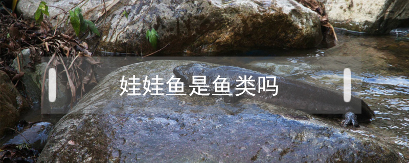 娃娃魚是魚類嗎
