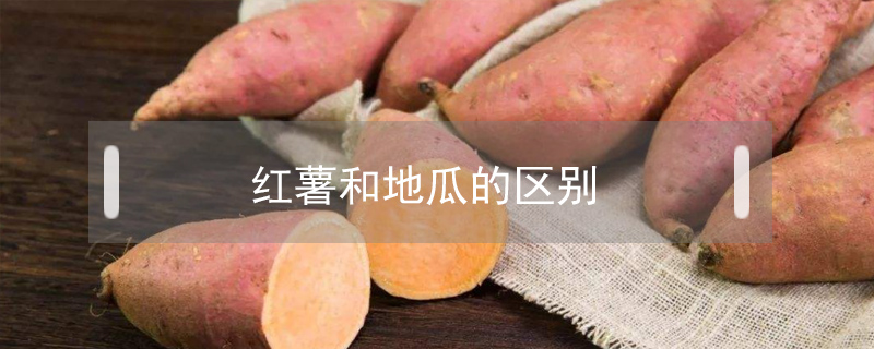 紅薯和地瓜的區(qū)別