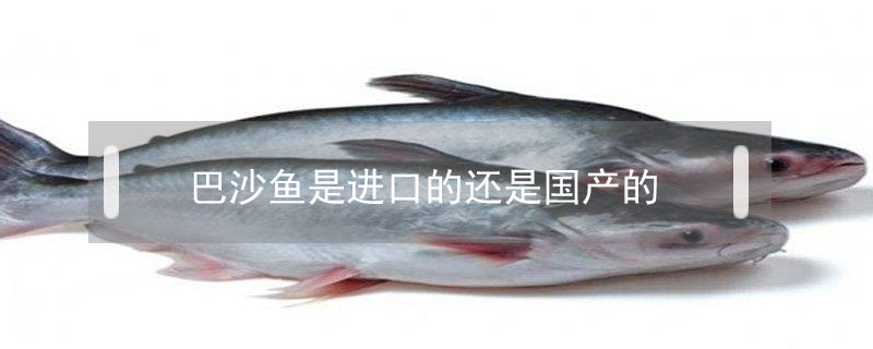 巴沙魚是進口的還是國產的
