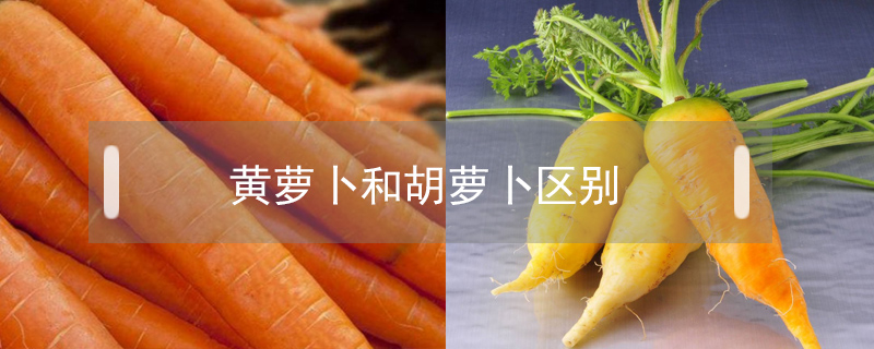 黃蘿卜和胡蘿卜區別