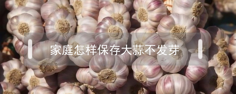 家庭怎樣保存大蒜不發(fā)芽