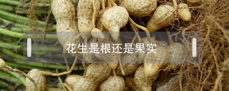 花生是根還是果實(shí)