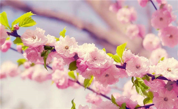 櫻花和櫻桃的關(guān)系