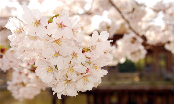櫻花和櫻桃的關(guān)系