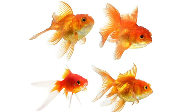 金魚的記憶真的只有七秒嗎，為什么說金魚的記憶只有七秒
