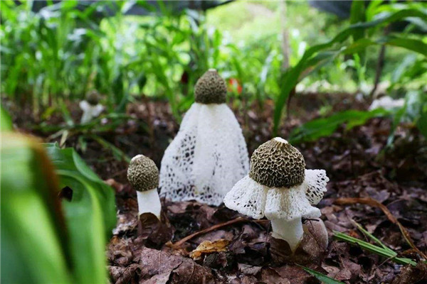 竹蓀怎么泡發